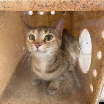 Milk -  Domestic Short Hair Cat for Adoption in Philadelphia, Pennsylvania - Milk | PetCurious