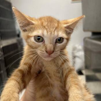 OJ -  Domestic Short Hair Cat for Adoption in Leander, Texas - OJ | PetCurious