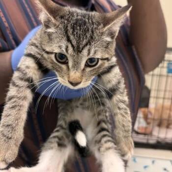 Sandals -  Domestic Short Hair Cat for Adoption in Lynchburg, Virginia - Sandals | PetCurious