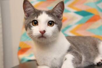 Waverly -  Domestic Short Hair Cat for Adoption in Vancouver, Washington - Waverly | PetCurious
