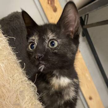 Rescue Tortoiseshell Cats for Adoption in Pendleton, Oregon - McKenzie | PetCurious
