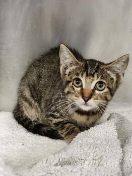 MARY K -  Domestic Short Hair Cat for Adoption in Houston, Texas - MARY K | PetCurious