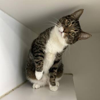 Rescue Domestic Short Hair Cats for Adoption in La Grange Park, Illinois - Tabby | PetCurious