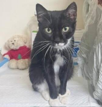 Dahlia -  Domestic Short Hair Cat for Adoption in New York, New York - Dahlia | PetCurious