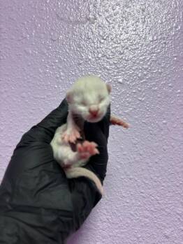 Domestic Short Hair Cats Available for Adoption - 60725052 | PetCurious