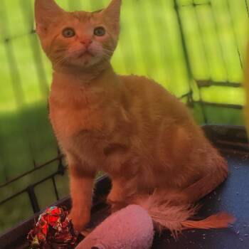 Bumpity -  American Shorthair Cat for Adoption in Rochester, Minnesota - Bumpity | PetCurious