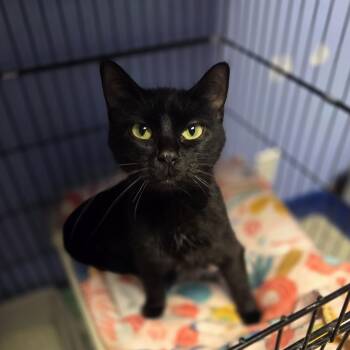 Horse -  Domestic Short Hair Cat for Adoption in Brookings, South Dakota - Horse | PetCurious
