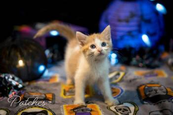 Rescue Domestic Short Hair Cats for Adoption in Greensboro, North Carolina - Patches | PetCurious