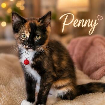 Penny -  Domestic Short Hair Cat for Adoption in Inman, South Carolina - Penny | PetCurious