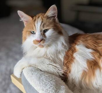 Blaze -  Domestic Medium Hair Cat for Adoption in Minneapolis, Minnesota - Blaze | PetCurious