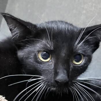 Meraxes-5168 -  Domestic Short Hair Cat for Adoption in Tyler, Texas - Meraxes-5168 | PetCurious