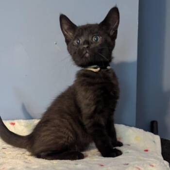 Rescue Domestic Short Hair Cats for Adoption in Portage, Michigan - Dozer | PetCurious