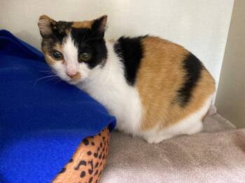 Talia / Ham-boo -  Domestic Short Hair Cat for Adoption in Winnipeg, Manitoba - Talia / Ham-boo | PetCurious