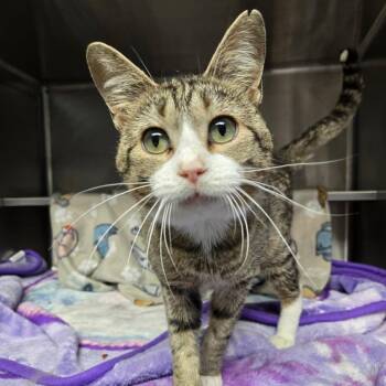 Stuart (FIV) -  Domestic Short Hair Cat for Adoption in Watertown, Wisconsin - Stuart (FIV) | PetCurious