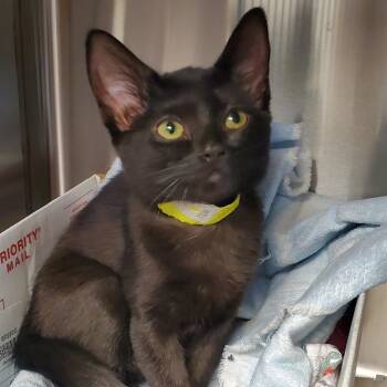 Rescue Domestic Short Hair Cats for Adoption in Hendersonville, North Carolina - Buffy Summers | PetCurious