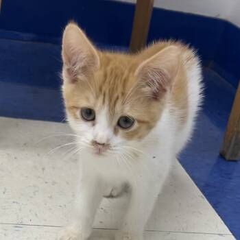 Rescue Domestic Short Hair Cats for Adoption in Washington, District Of Columbia - Hamilton | PetCurious