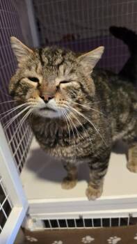 Domestic Short Hair Cats Available for Adoption in Vancouver, Washington - Nathan | PetCurious