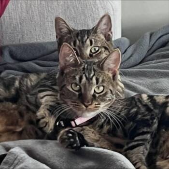 Rescue Tabby Cats for Adoption in New York, New York - Honey And Harlem | PetCurious