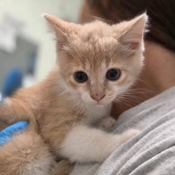 Pippa -  Domestic Short Hair Cat for Adoption in Charleston, West Virginia - Pippa | PetCurious