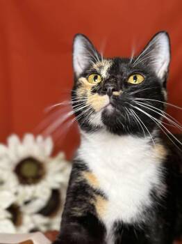 Rescue Tortoiseshell and Calico Cats for Adoption in Ocean Springs, Mississippi - Kayla | PetCurious