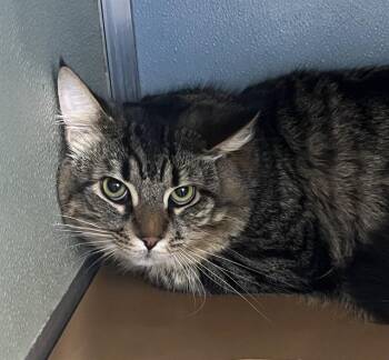 Domestic Medium Hair Cats Available for Adoption in Westminster, Maryland - SHILOH | PetCurious
