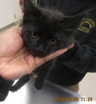 Kaos(650) -  Domestic Medium Hair Cat for Adoption in Marietta, Georgia - Kaos(650) | PetCurious