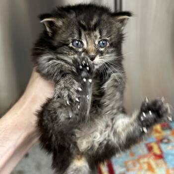 Domestic Long Hair Cats Available for Adoption in Hannibal, Missouri - Eddie | PetCurious