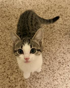 Rescue Domestic Short Hair Cats for Adoption in Blaine, Minnesota - Velcro | PetCurious