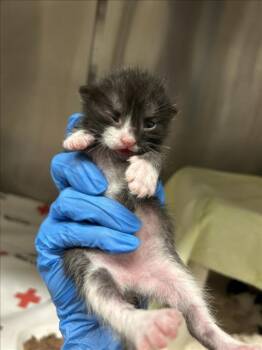 PELMENI -  Domestic Short Hair Cat for Adoption in Derwood, Maryland - PELMENI | PetCurious