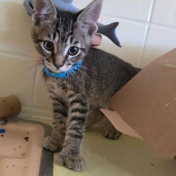 Domestic Short Hair and Extra Toes Cat Hemingway Polydactyl Cats Available for Adoption in Melrose, Florida - Archie | PetCurious