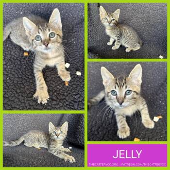 Jelly -  Domestic Short Hair Cat for Adoption in Corpus Christi, Texas - Jelly | PetCurious