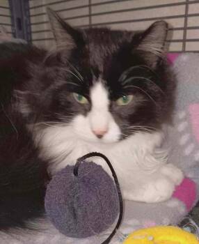 Domestic Long Hair Cats Available for Adoption - Lux | PetCurious