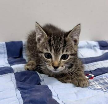 Pulled Pork -  Domestic Short Hair Cat for Adoption in Watkinsville, Georgia - Pulled Pork | PetCurious