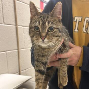 Domestic Short Hair Cats Available for Adoption - Ziva | PetCurious