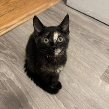 Gemini -  Domestic Short Hair Cat for Adoption in Chicago, Illinois - Gemini | PetCurious