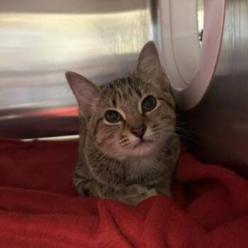 Fajita -  Domestic Short Hair Cat for Adoption in Knoxville, Tennessee - Fajita | PetCurious