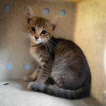 Rescue Domestic Short Hair Cats for Adoption in Bastrop, Texas - Dobby 25-10-159 | PetCurious