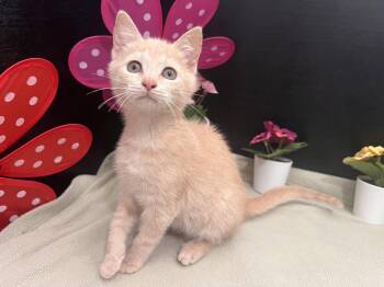Tabby and Domestic Short Hair Cats Available for Adoption in Fayetteville, Georgia - Cataleya | PetCurious