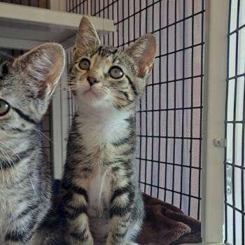 Disco Stew -  Domestic Short Hair Cat for Adoption in Chicago, Illinois - Disco Stew | PetCurious