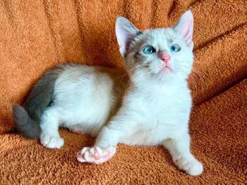 Ellie -  Domestic Short Hair and Siamese Cat for Adoption in Algood, Tennessee - Ellie | PetCurious