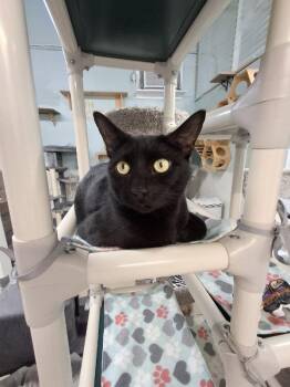 Goose -  Domestic Short Hair Cat for Adoption in Rochester, New Hampshire - Goose | PetCurious