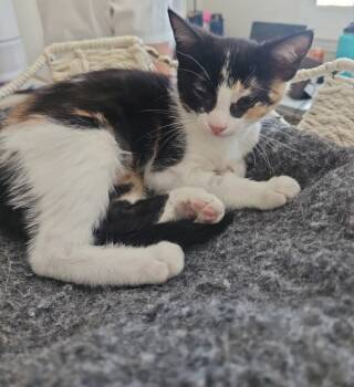 Rescue Domestic Short Hair Cats for Adoption in Bonsall, California - Firecracker 4830 | PetCurious