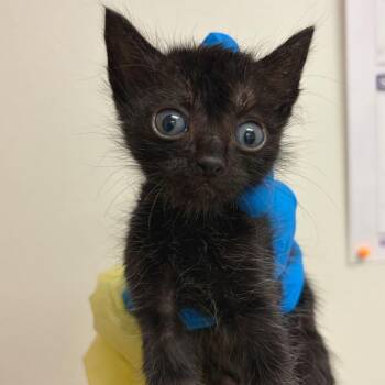 Emmi -  Domestic Short Hair Cat for Adoption in Leander, Texas - Emmi | PetCurious
