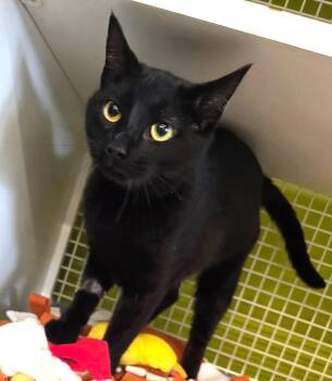 Judy -  Domestic Short Hair Cat Available for Adoption in Rossville, Maryland - Judy | PetCurious