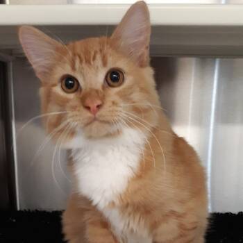 Russell -  Domestic Medium Hair Cat for Adoption in Spokane, Washington - Russell | PetCurious