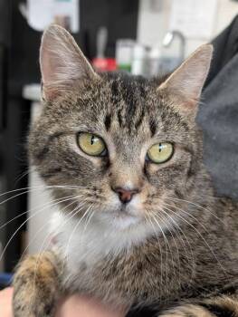Domestic Short Hair Cats Available for Adoption in Canfield, Ohio - BLOSSOM | PetCurious