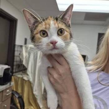 Pierogi -  Domestic Short Hair Cat for Adoption in Hattiesburg, Mississippi - Pierogi | PetCurious