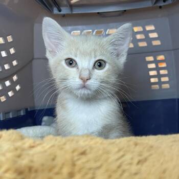 Seraphina -  Domestic Short Hair Cat for Adoption in Los Angeles, California - Seraphina | PetCurious