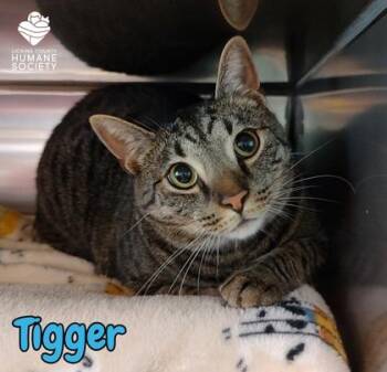 Tigger -  Domestic Short Hair Cat for Adoption in Heath, Ohio - Tigger | PetCurious