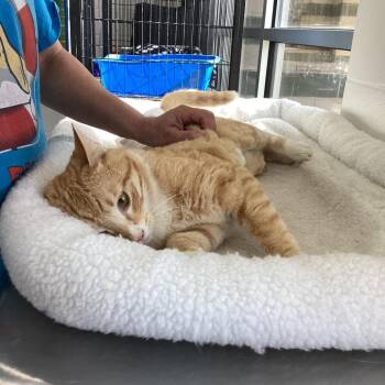 Domestic Short Hair Cats Available for Adoption - Nabi | PetCurious